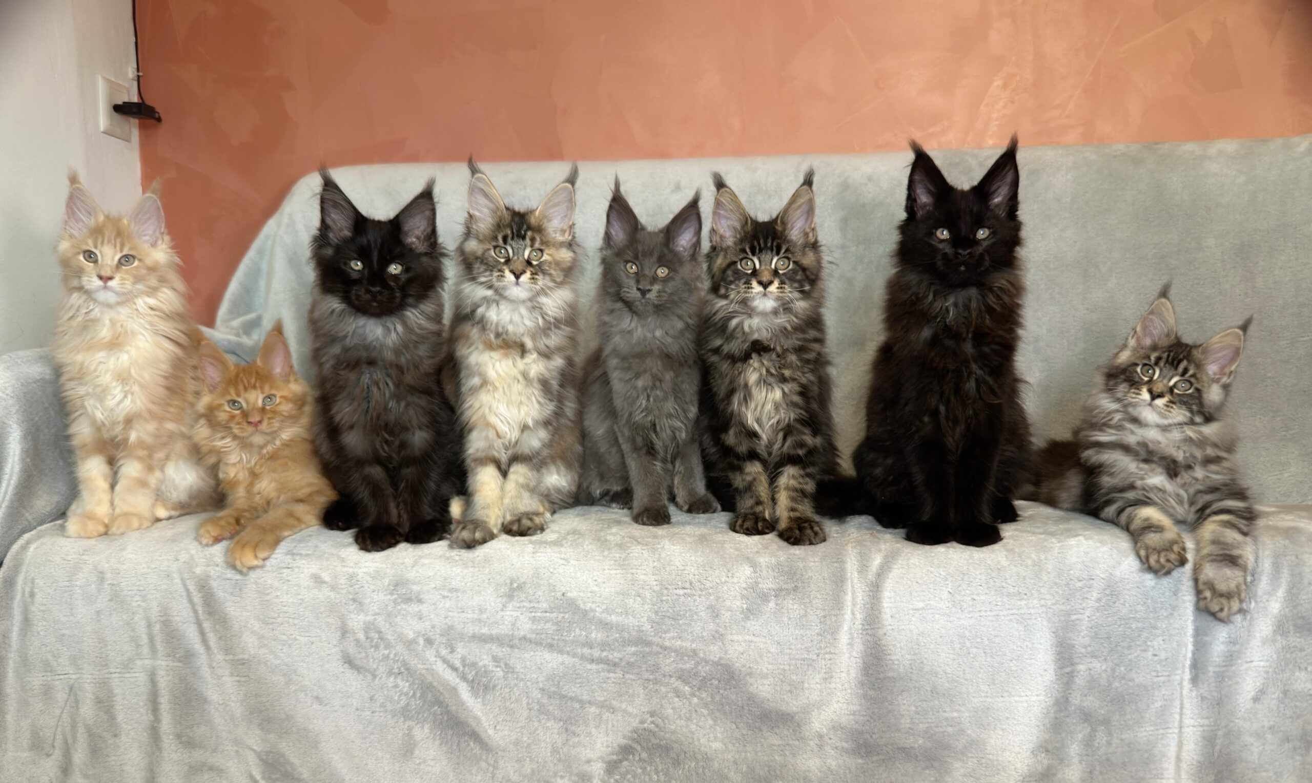 La Casa de Papel cuccioli